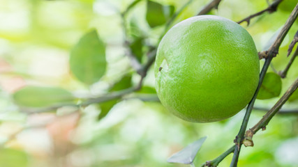 Close up lime in garden.
