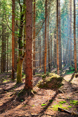 Fototapeta premium The spruce forest