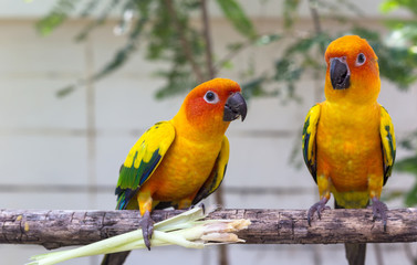 Two Sun conure