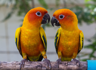 Naklejka premium Conure