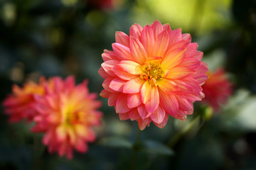 Beautiful colorful chrysanthemum flower in garden, Chiang Mai, T