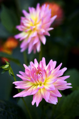 Obraz premium Beautiful colorful chrysanthemum flower in garden, Chiang Mai, T