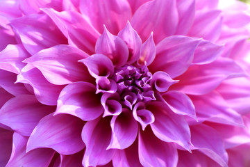 Beautiful pink chrysanthemum flower closeup, Chiang Mai, Thailan