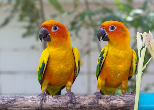 Parrots Court