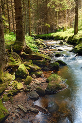 Obraz premium The primeval forest with the creek - HDR
