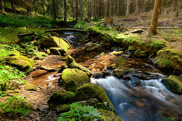 The primeval forest with the creek - HDR