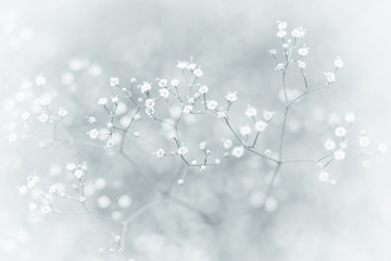 Małe niewyraźne białe kwiaty (łyszczec) z rocznika efekt jako naturalne tło - 91378556