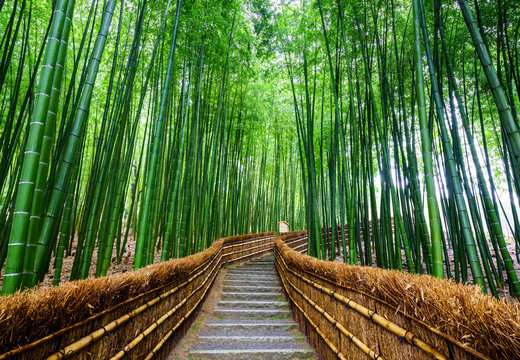 Fototapeta Path to bamboo forest, Arashiyama, Kyoto, Japan