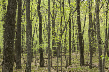 Horizontal image of springtime deciduous forest, Valley Falls, V