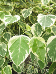 Bodhi or Peepal Leaf from the Bodhi tree, Sacred Tree for Hindus and Buddhist