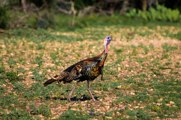 Vibrant Texas Turkey Walking © GizmoPhoto