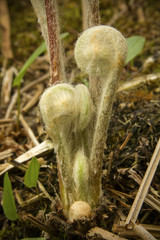 Tight cluster of fern fiddleheads, Valley Falls Park, Vernon, Co