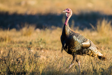 Texas Turkey walking at sunset - obrazy, fototapety, plakaty