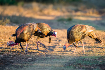 Three Turkeys © GizmoPhoto