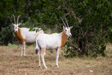 Scimitar Horned Oryx Calf