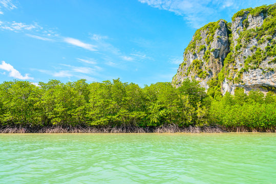 Beautiful Tropical Mangrove Forest In Thailand