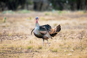 Ruffled up Texas Turkey