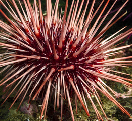 Red Sea Urchin