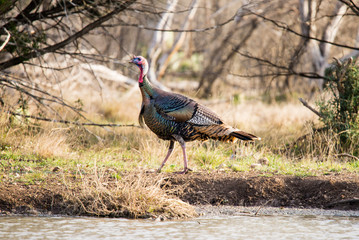 Texas Turkey Walking © GizmoPhoto