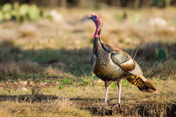 Turkey Standing by a Pond © GizmoPhoto