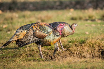 Turkeys at the Pond