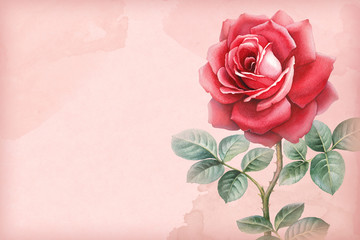 Watercolor illustration of rose flower