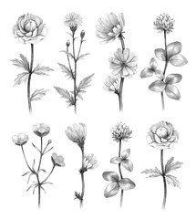 Wild flowers illustrations