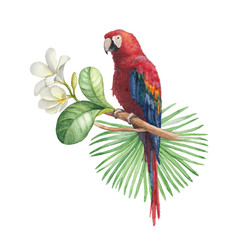 Watercolor illustration of tropical flowers and parrot