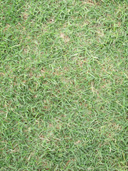 green grass and dry grass background