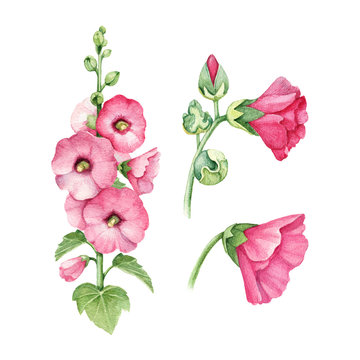 Watercolor illustration of mallow flower