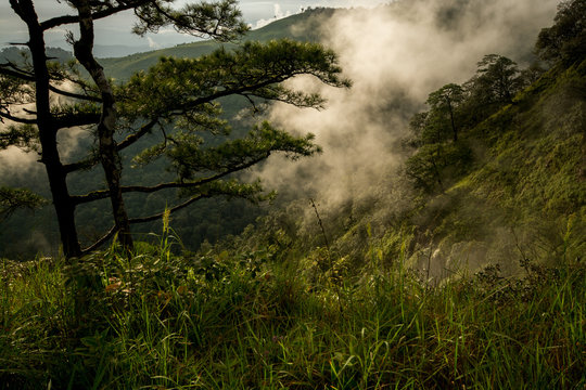Fototapeta Photo of pine trees on the mountains whith fog has been taken be