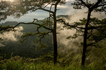 Fototapeta na wymiar Photo of pine trees on the mountains whith fog has been taken be