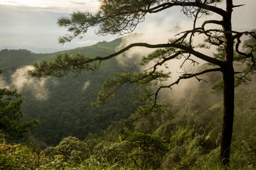 Obraz na płótnie Canvas Photo of pine trees on the mountains whith fog has been taken be