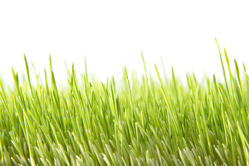 Green wheat field closeup