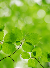 green leaves