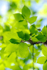 green leaves