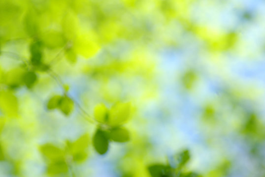 green blurred background.