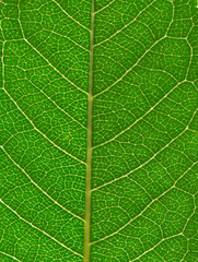  green leaf background