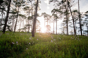 Photo of meadow and pine forest has been taken before sunset