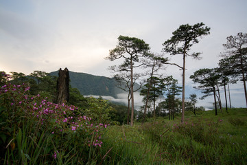 Photo of meadow and pine forest has been taken before sunset