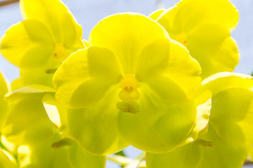 Fototapeta na wymiar beautiful orchids