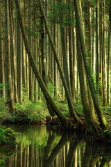 Obraz premium 鳥海山 牛渡川の杉林