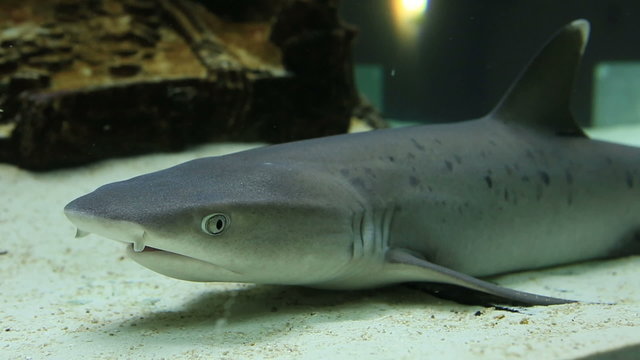 Requiemhaie Bilder Durchsuchen 920 Archivfotos, und