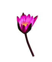 Lotus isolated on a white background.