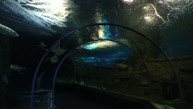 Scomber is a genus of ocean dwelling mackerels in family