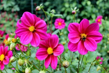 Pink dahlia