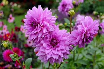 Obraz premium Purple dahlias