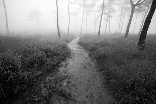 Small way in meadow to pine forest with fog background back and