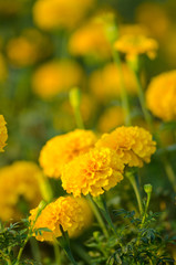 Yellow flower marigold