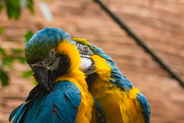 pareja de Guacamayo Azul y Amarillo (Ara Ararauna)